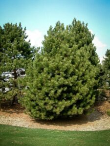 Сосна Чёрная (Pinus Nigra) купить по цене от 270.00р. в интернет-магазине «Посадика» с доставкой почтой в в Великий Новгороде и по всей России – [изображение №1].