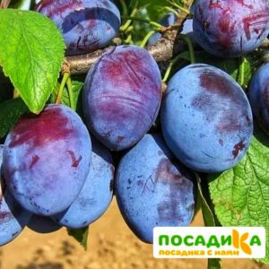 Слива Чачакская ранняя купить по цене от 229.00р. в интернет-магазине «Посадика» с доставкой почтой в в Великий Новгороде и по всей России – [изображение №1].