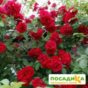 Роза плетистая Амадеус купить по цене от 399.00р. в интернет-магазине «Посадика» с доставкой почтой в в Великий Новгороде и по всей России – [изображение №1].