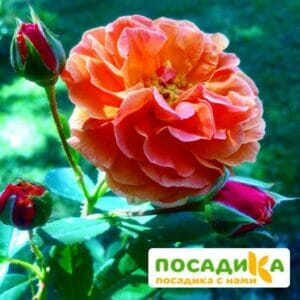 Роза Арабия купить по цене от 350.00р. в интернет-магазине «Посадика» с доставкой почтой в в Великий Новгороде и по всей России – [изображение №1].