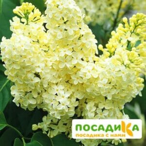 Сирень Примроуз (Primrose) купить по цене от 529.00р. в интернет-магазине «Посадика» с доставкой почтой в в Великий Новгороде и по всей России – [изображение №1].