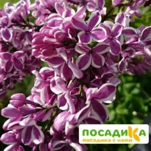 Сирень Сенсация купить по цене от 529.00р. в интернет-магазине «Посадика» с доставкой почтой в в Великий Новгороде и по всей России – [изображение №1].