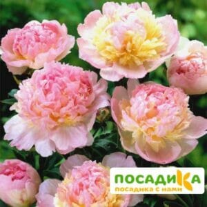 Пион Распберри Сандей (Paeonia Raspberry Sundae) купить по цене от 959р. в интернет-магазине «Посадика» с доставкой почтой в в Великий Новгороде и по всей России – [изображение №1].