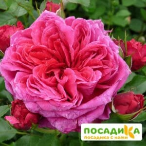 Шраб Роза Соул купить по цене от 390.00р. в интернет-магазине «Посадика» с доставкой почтой в в Великий Новгороде и по всей России – [изображение №1].