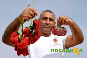 Клубника Гигант Джорнея купить по цене от 266р. в интернет-магазине «Посадика» с доставкой почтой в в Великий Новгороде и по всей России – [изображение №1].
