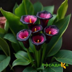 Калла Аура Лейс купить по цене от 400р. в интернет-магазине «Посадика» с доставкой почтой в в Великий Новгороде и по всей России – [изображение №1].