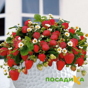 Клубника Рубиновый Шепот (горшечная) купить по цене от 240р. в интернет-магазине «Посадика» с доставкой почтой в в Великий Новгороде и по всей России – [изображение №1].