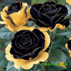 Роза Ханни Сикл купить по цене от 700р. в интернет-магазине «Посадика» с доставкой почтой в в Великий Новгороде и по всей России – [изображение №1].