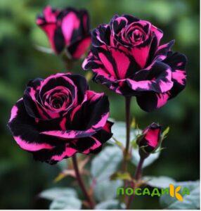 Роза Багровый Шепот купить по цене от 366р. в интернет-магазине «Посадика» с доставкой почтой в в Великий Новгороде и по всей России – [изображение №1].