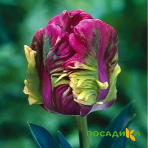 Тюльпан Экзотик Хэвен купить по цене от 186р. в интернет-магазине «Посадика» с доставкой почтой в в Великий Новгороде и по всей России – [изображение №1].